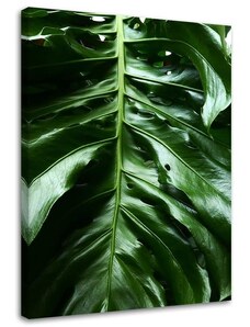Gario Vászonkép Monstera növény sima levele Méret: 40 x 60 cm