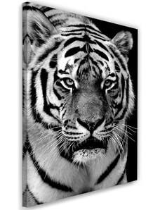 Gario Vászonkép Fekete-fehér tigris Méret: 40 x 60 cm