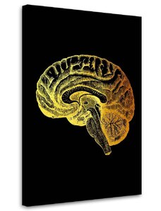 Gario Vászonkép Arany anatómia, agy - Gab Fernando Méret: 40 x 60 cm