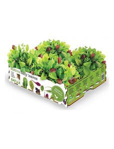 Ültető készlet Batlle Baby Leaves Saláták 40 x 29 x 10,5 cm 2,6 Kg