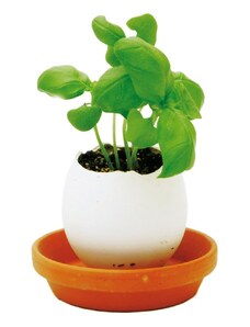 Noted növénytermesztő készlet Eggling Herb Basil