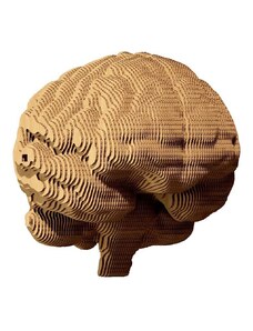 Cartonic 3d puzzle Brain